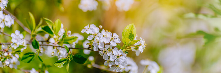 Beautiful panoramic spring scenery with cherry blossom and bokeh background