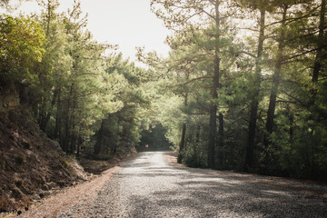 Koprulu Canyon National Park. A winding forest road surrounded by pine trees. Manavgat, Antalya, Turkey.