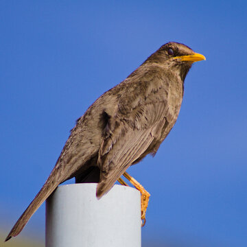 bird of prey