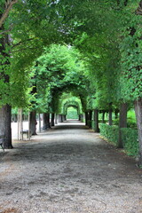 Trees arching over a pathway