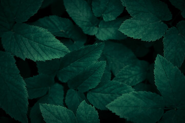 Natural green leaves pattern background
