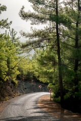 Koprulu Canyon National Park. A winding forest road surrounded by pine trees. Manavgat, Antalya, Turkey.