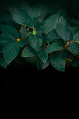 Natural leaves pattern background for design .