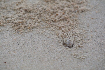 Fototapeta na wymiar Ghost crab build a house on the beach. Ghost Crab habitat on sand. Animal and nature concept.