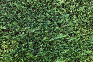Background of evergreen plant white cedar, which is used as a hedge, close up