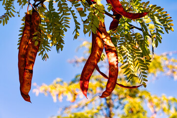 Acacia tres espinas con vainas de semilla.