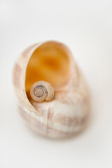 Eine kleines Schneckenhaus liegt auf einem großen Schneckenhaus