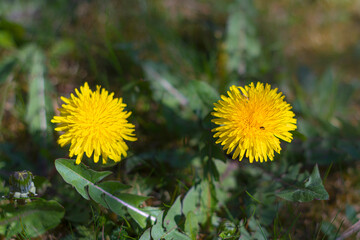 Beautiful sommer meadow with flowers dandenli