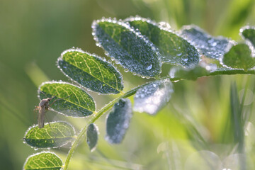 The grass is covered with dew drops in the early morning. 
Dew drops on the grass in the early morning create a unique picture of peace and quiet.
