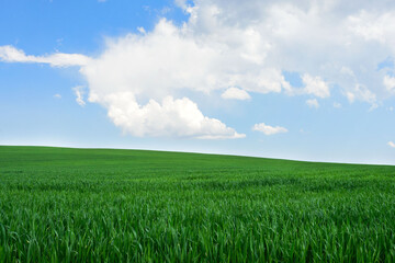 Fresh green young wheat on a background of blue sky with clouds. Beautiful rural landscape. Travel Ukraine.
