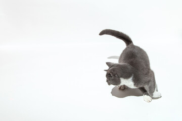 A beautiful gray cat jumps and plays against a white background, tamplate. Copy space.