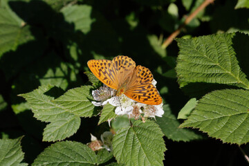 A Silver-washed Fritillary nectaring on Bramble flower.