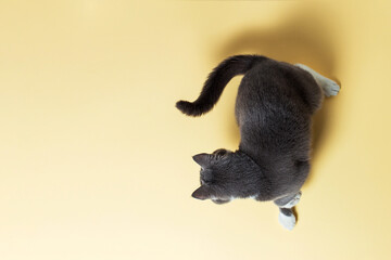 A beautiful gray cat jumps and plays against a yellow background, tamplate. Copy space.