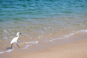 Fototapeta na wymiar A bird walks on the shore of a beach in Mexico May 24, 2012.