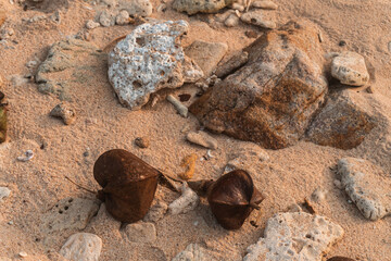 Fragmenty martwej rafy kolorowej wyrzucone na plaże, naturalne tło wybrzeża. - obrazy, fototapety, plakaty