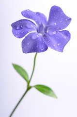 One purple periwinkle on a white background