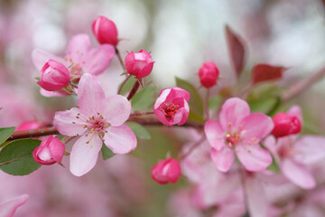 Naklejka na ściany i meble Pink apple blossom and leaves on a blurred background.