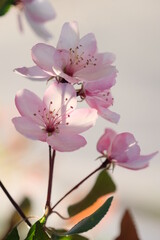 Pink apple blossom and leaves on a blurred background.