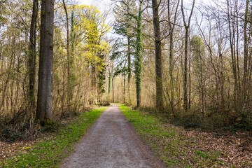 Balade en forêt en début de printemps - forêt de Stambruges - Belgique 