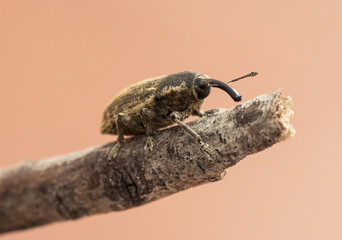 Curculionidae beetle, yellowish brown weevil with great detail you can see the bristles or hairs that cover its body as well as the legs and proboscis antennae