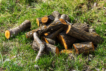 Thousands of logs stacked after the storm that destroyed the woods. Pile of wooden logs, big trunks of tall trees cut and stacked.