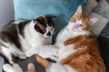 a brown and white cat with yellow eyes and a black and white cat sleep together on the sofa