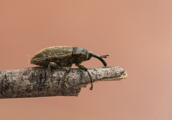 Curculionidae beetle, yellowish brown weevil with great detail you can see the bristles or hairs that cover its body as well as the legs and proboscis antennae