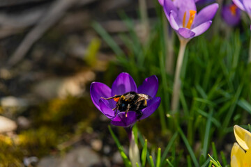 Fototapeta premium Violet crocus flower in green grass in spring sunny day