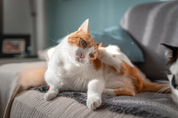  a brown and white cat lying on the sofa , scratches his ear