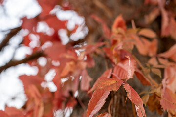 Colorful trees, tree trunks close-up. Idyllic fairy autumn landscape. Green, red, orange and yellow leaves. Natural pattern. Environmental conservation theme.