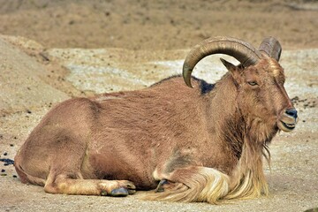 mountain goat on a rock