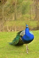 Obraz premium peacock in the park