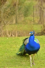 Fototapeta premium peacock in the park