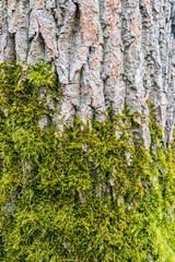 Tronc d'arbre recouvert par de la mousse verte - texture