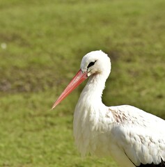 portrait of an white stork in the grass, rheine, germany