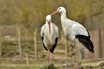 white stork in the grass, rheine, germany