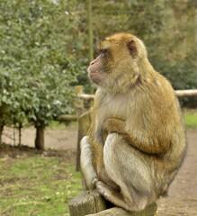 Monkey Macaque, Rheine, Germany