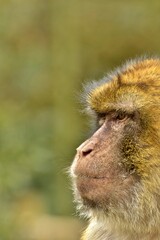 portrait of an macaque monkey