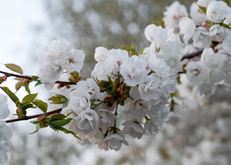 branch of white flowers blossom in the spring warm day