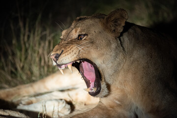 A female Lion seen on a safari in South Africa