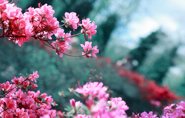 Beautiful sakura flowers isolated on green.