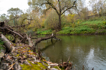 Colorful trees, tree trunks close-up. Idyllic fairy autumn landscape. Green, red, orange and yellow leaves. Natural pattern. Environmental conservation theme.