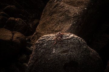 Czerwony krab siedzący na skale na kamiennym naturalnym tle wybrzeża. - obrazy, fototapety, plakaty