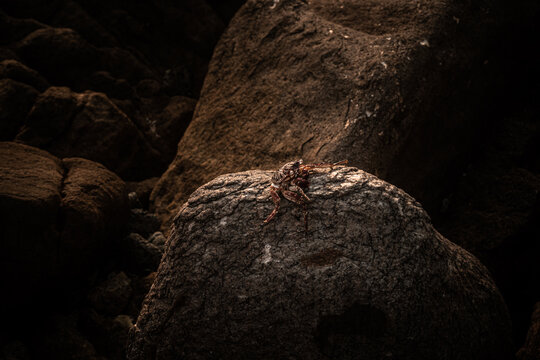 Czerwony krab siedzący na skale na kamiennym naturalnym tle wybrzeża.