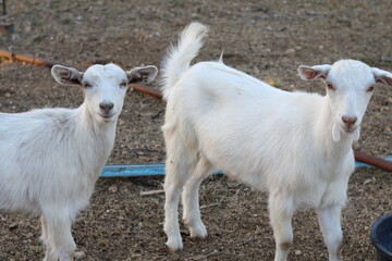 portrait of two baby goat on a farm at morning