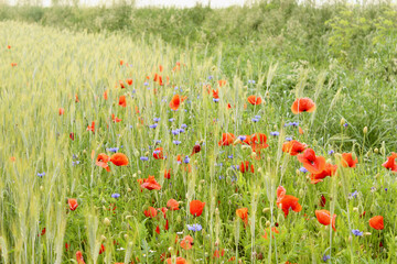 poppies on a background of field of barley