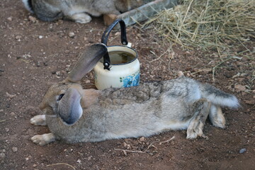 domestic rabbit lies on ferm