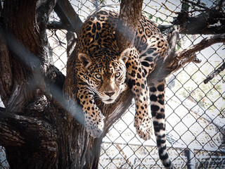 Jaguar repensando en árbol © AngelJGomezH