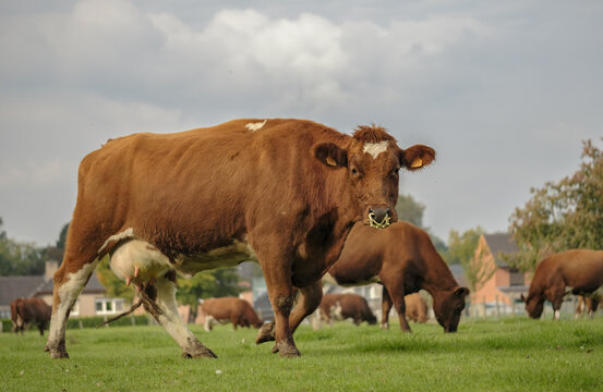 Selective focus shot of cattle in a meadow