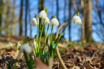 Obraz premium Borscher Aue Märzenbecher
